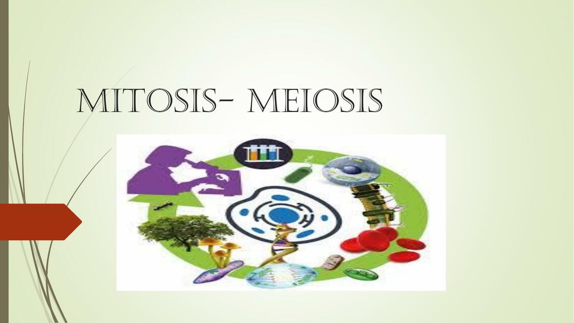 Mitosis- meiosis 