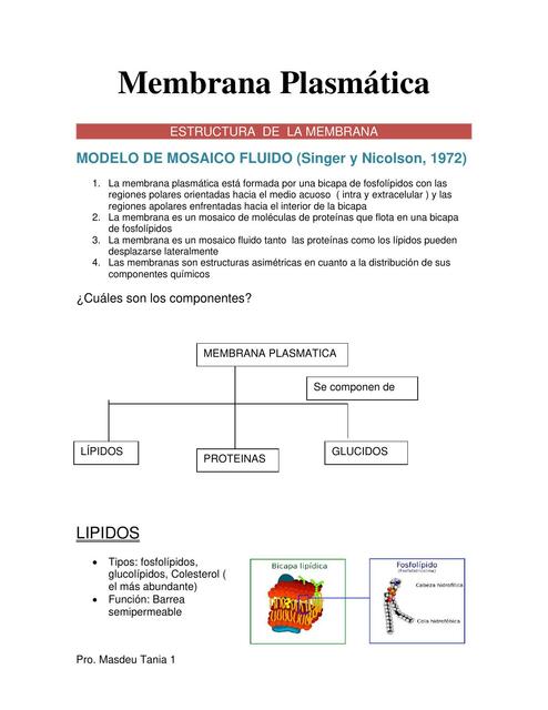 Membrana Plasmática