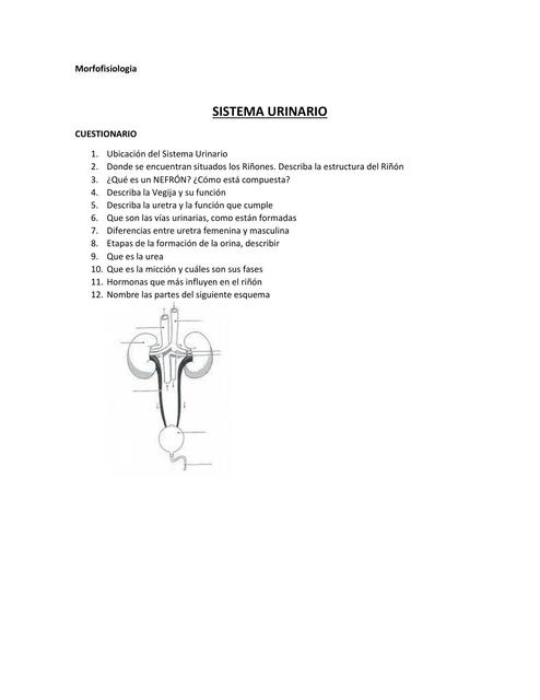 Sistema urinario