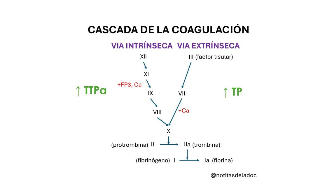 Cascada de Factores de Cogulación