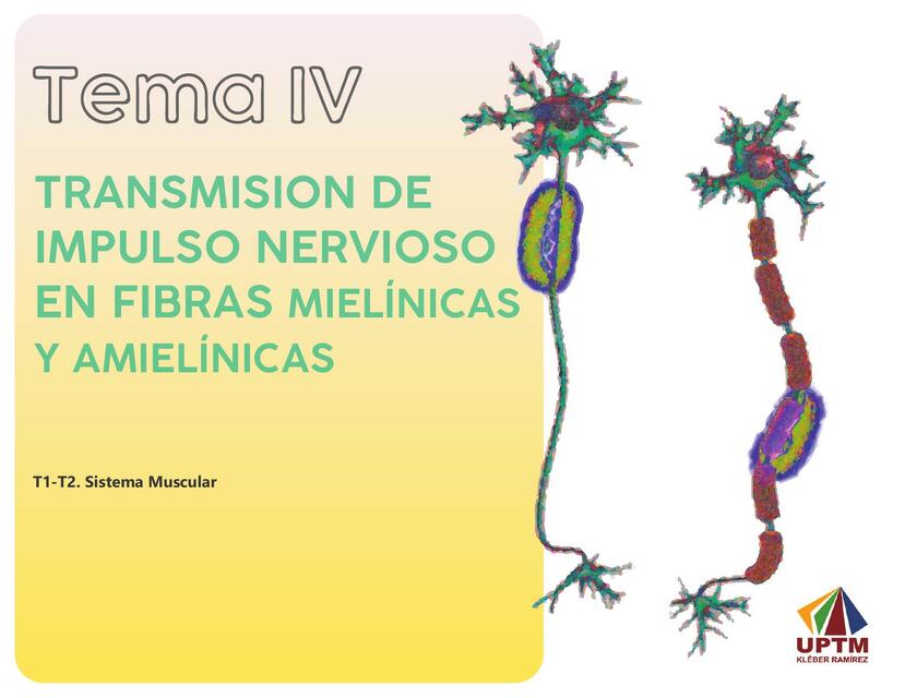 Transmisión de Impulso Nervioso en Fibras Mielínicas y Amielínicas 