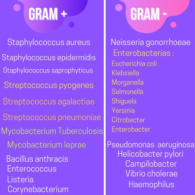 Bacterias Gram +  y    Bacterias Gram - 