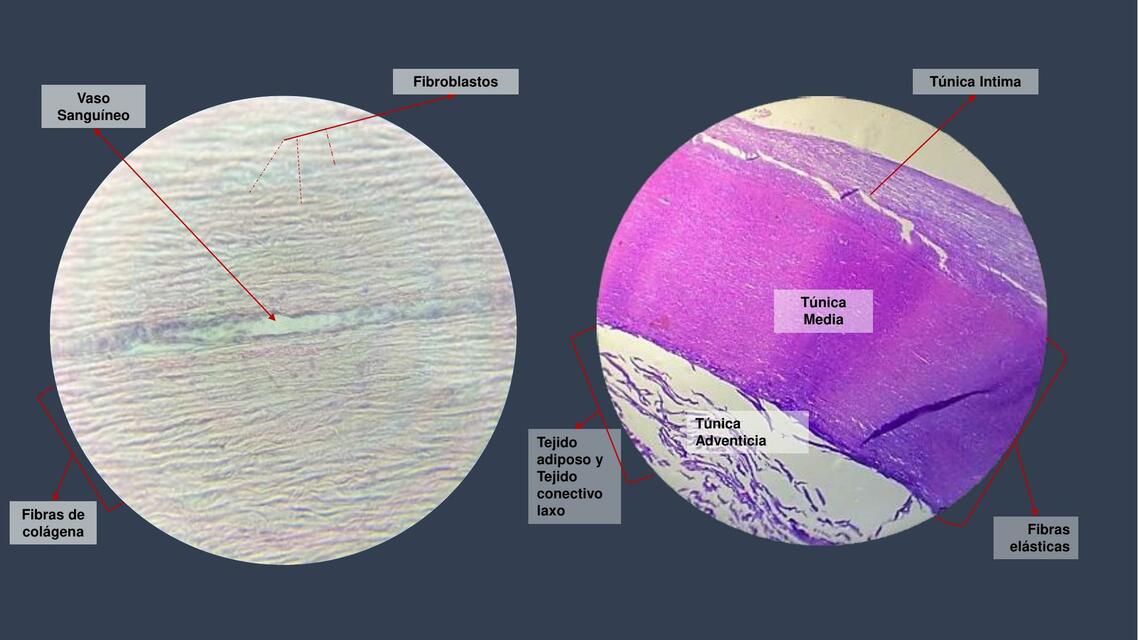 Imagenes Histologicas Señaladas