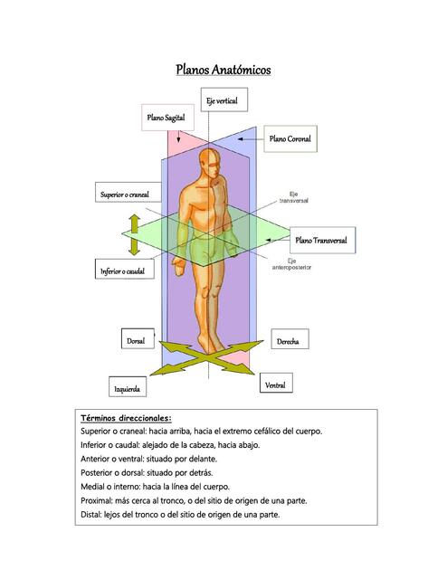 Planos Anatómicos