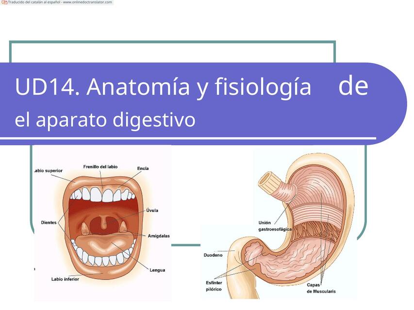 Anatomía y fisiología de el aparato digestivo