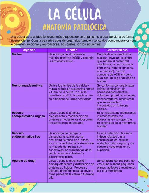 Célula Eucariota Anatomía Patológica