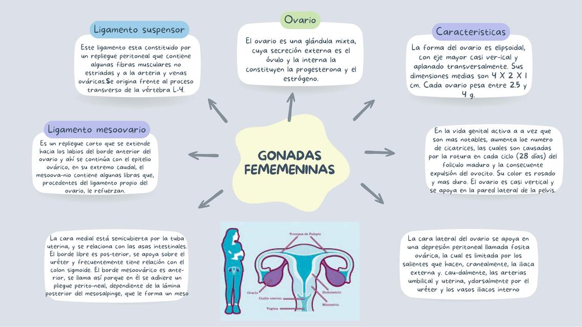 Gónadas femeninas 