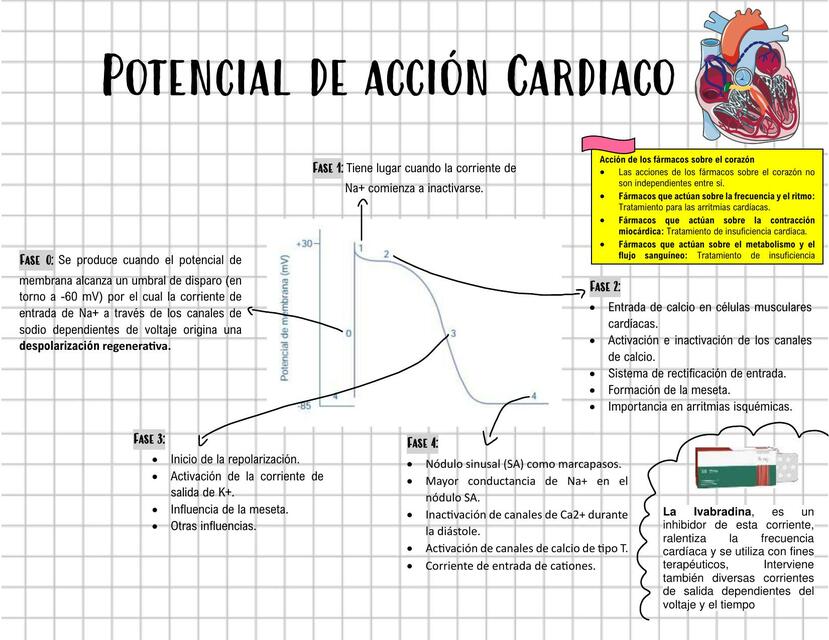 Potencial de Acción Cardiaco