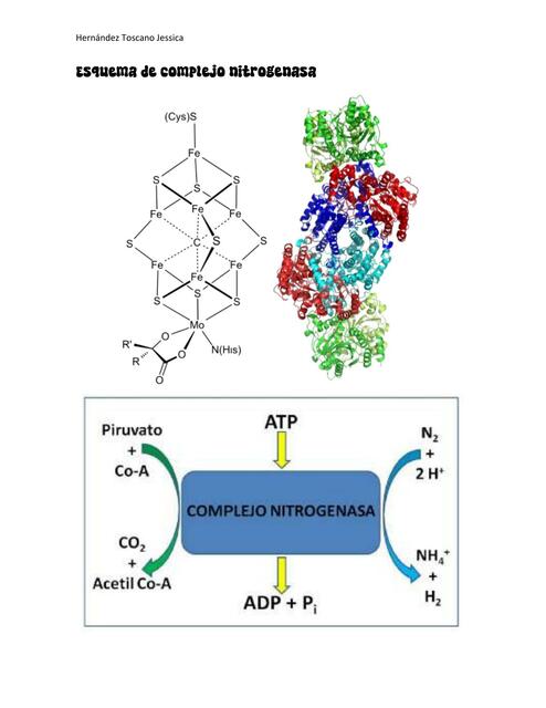 Esquema complejo de nitrogenasa