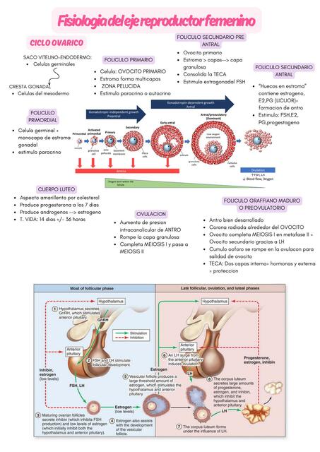 Fisiologia reproductiva: ciclo ovarico