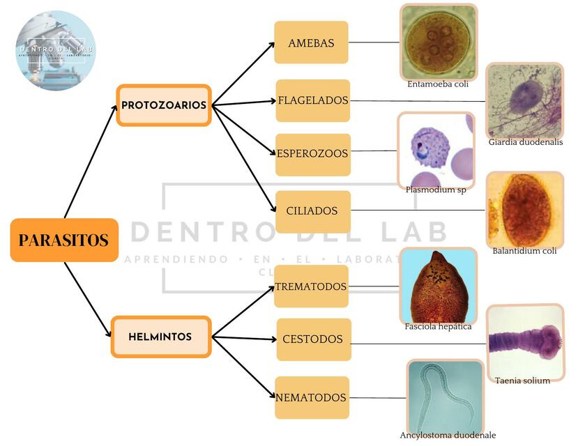 Diagrama parasitología