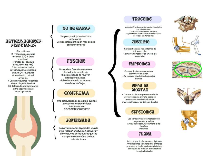 Clasificación de articulaciones 