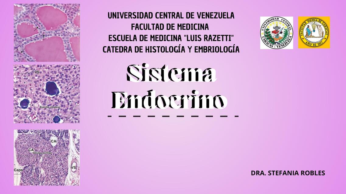 Sistema Endocrino