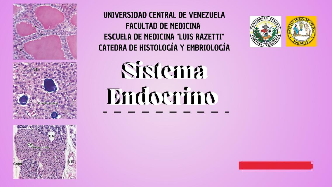 Sistema Endocrino