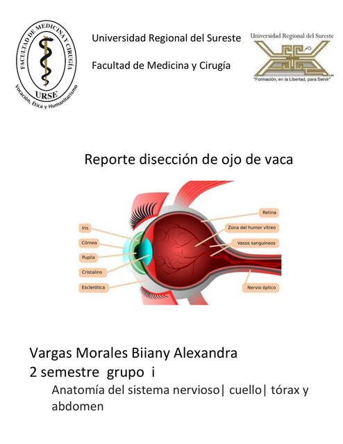 Ojo de vaca reporte de disección 