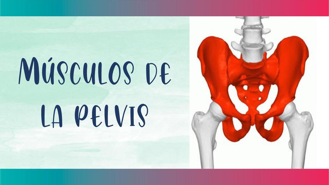 Músculos de la pelvis