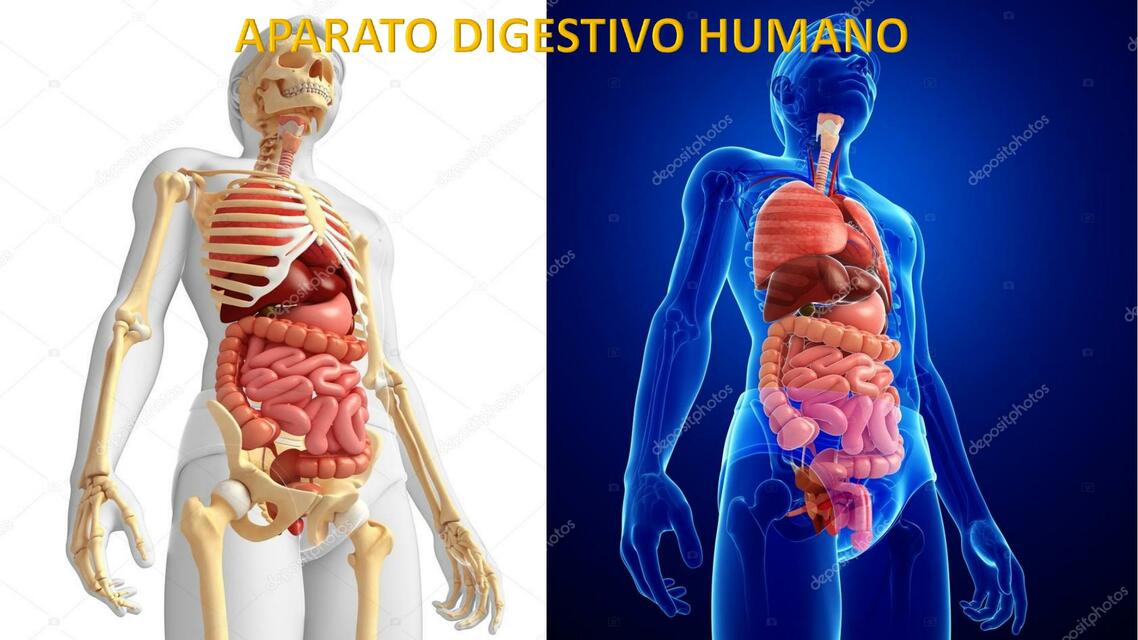 Digestivo y excreto 