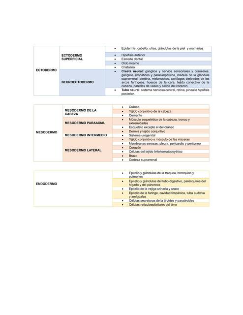 Capas germinativas embriología