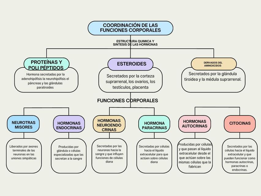 Coordinación de las funciones corporales