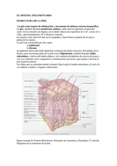 Sistema tegumentario