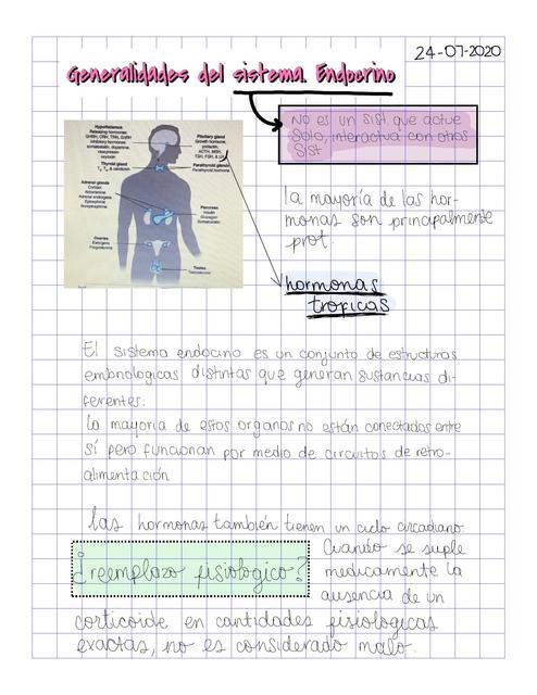 Generalidades del sist endocrino Copy