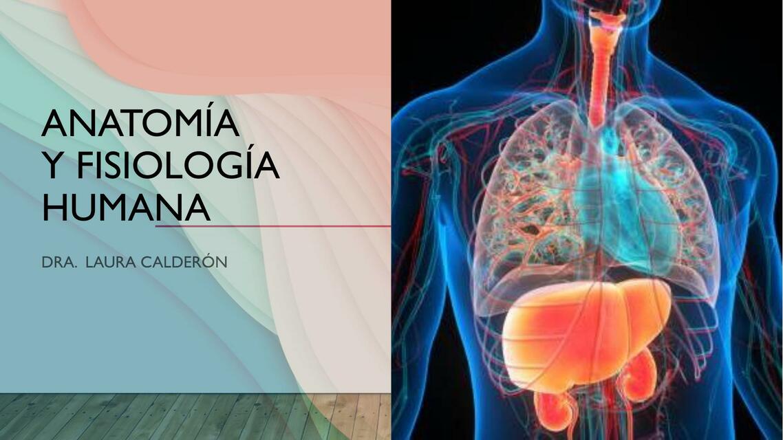 Anatomía y fisiología humana Musculoesquelética