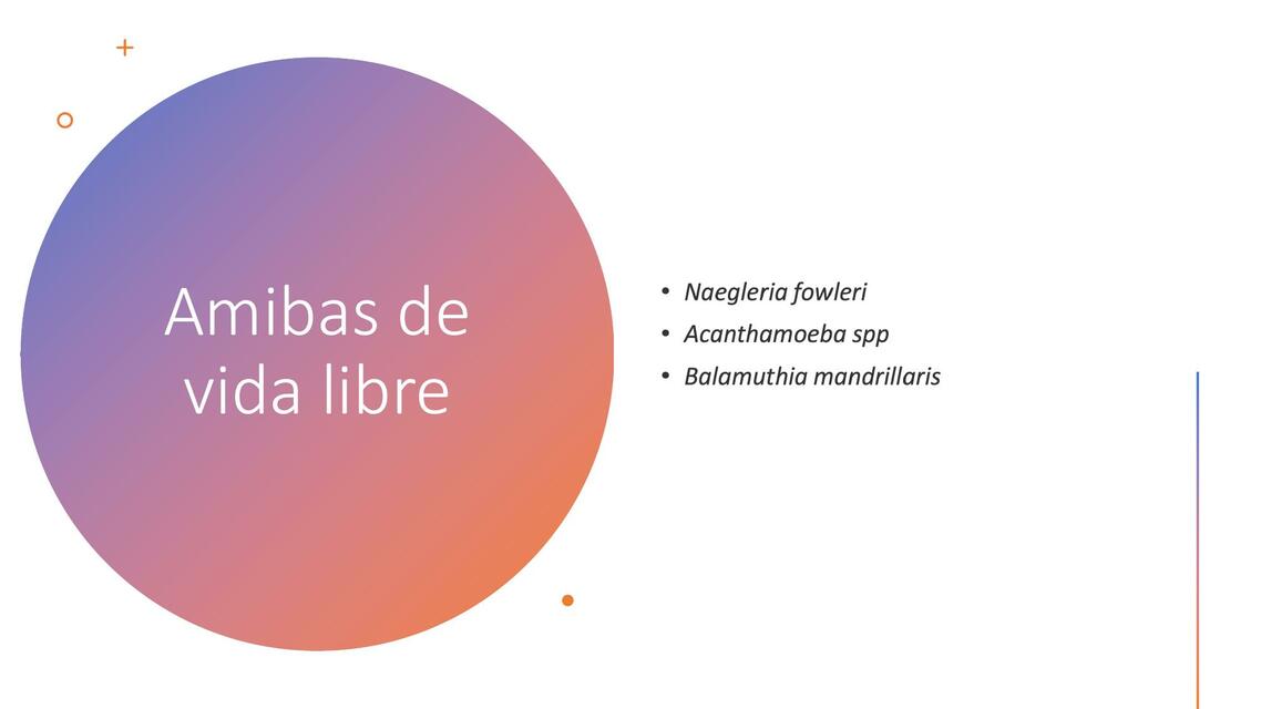 Amibas De Vida Libre Iovanny Cruz Ojeda Udocz