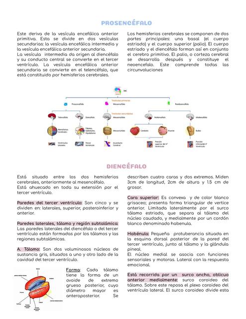 Prosencéfalo Matilde Reyes uDocz