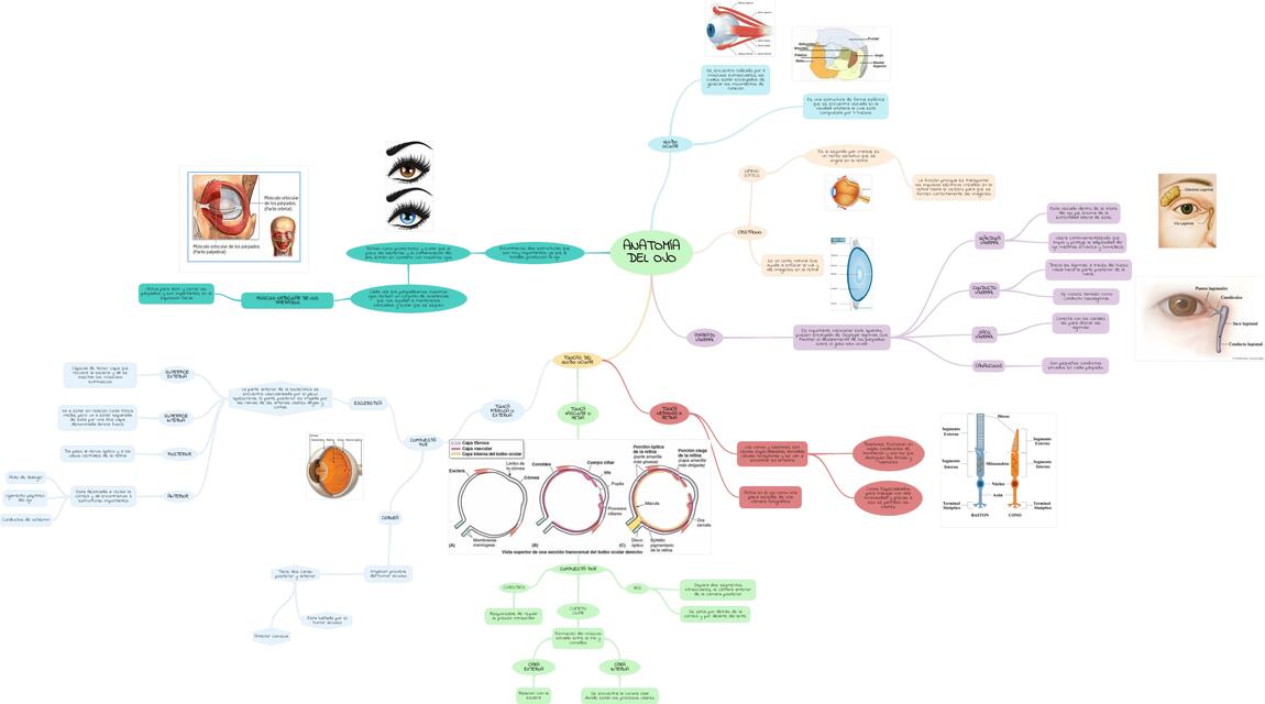 Anatomía del ojo