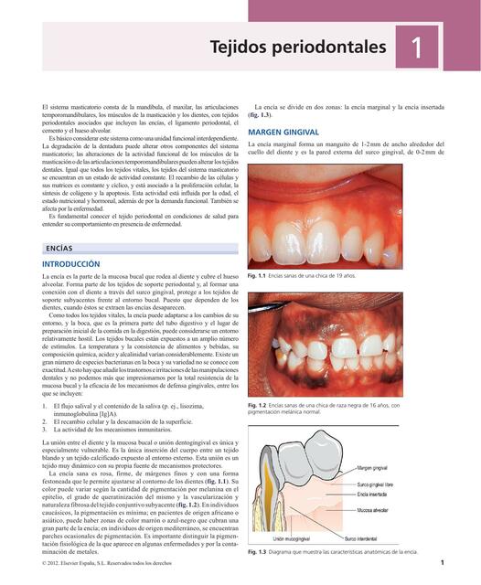 Tejidos periodontales 