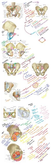 Pelvis huesos y ligamentos 