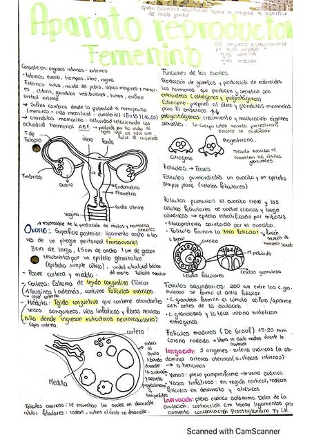 Aparato Reproductor Femenino 