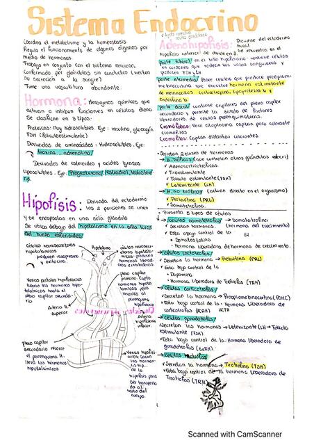 Sistema endocrino