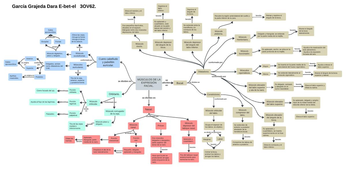 Músculos de la Expresión Facial 