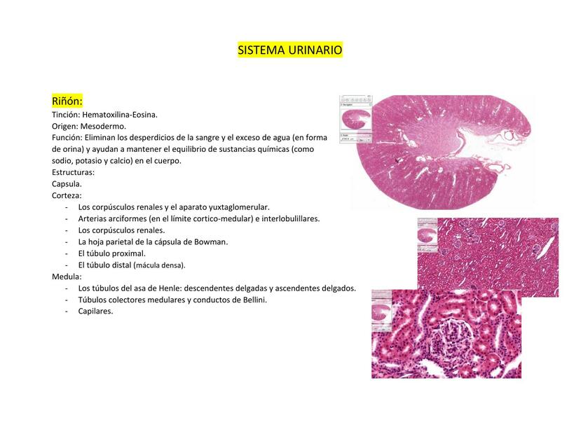 Sistema Urinario