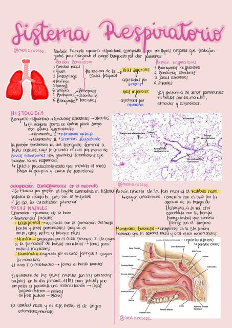 Sistema Respiratorio 