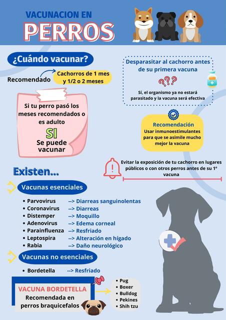 Vacunación en Perros 