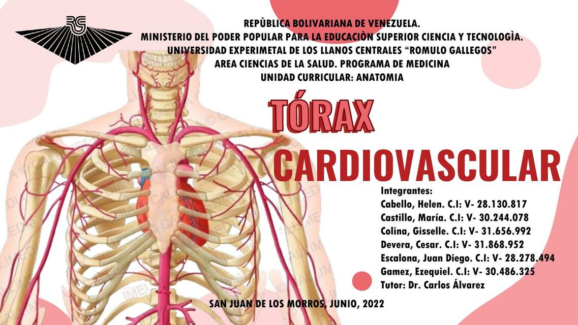 Tórax cardiovascular