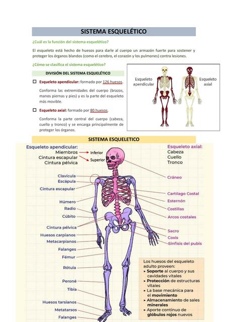 Sistema esquelético 