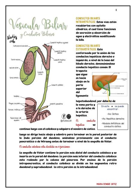 Vesicula y Vias Biliares 