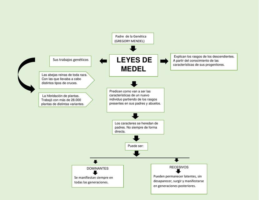 Mapa Conceptual de las Leyes de Mendel