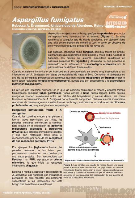 TEMA 6 Aspergillus fumigatus