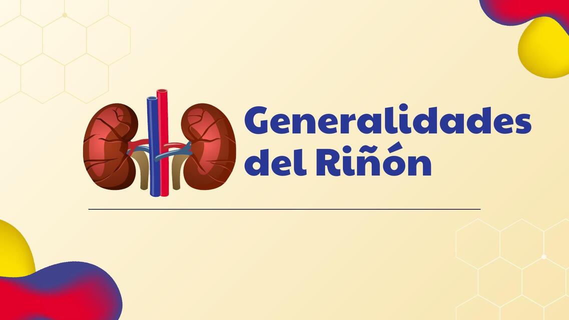 Generalidades del Riñón