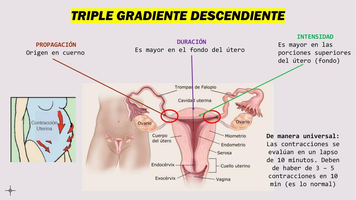 Triple Gradiente Descendiente 