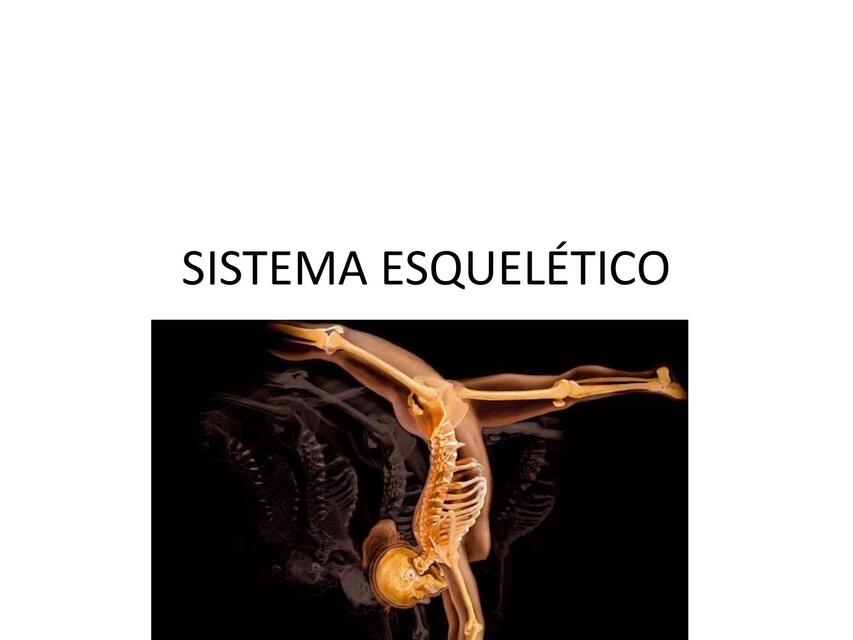 Sistema Esquelético  