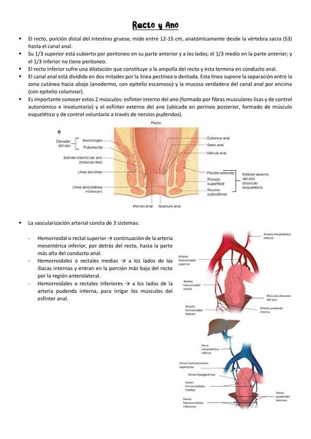 Recto y Ano