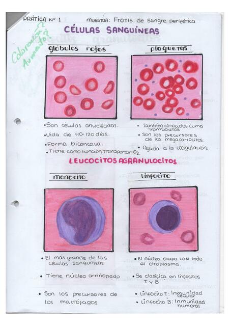 Células Sanguíneas 