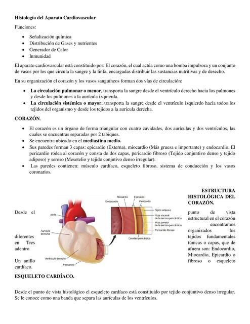 Histología del Aparato Cardiovascular