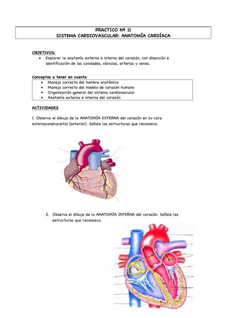 Sistema Cardiovascular: Anatomía Cardiaca 