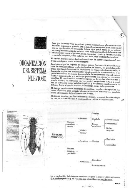 Sistema Nervioso 